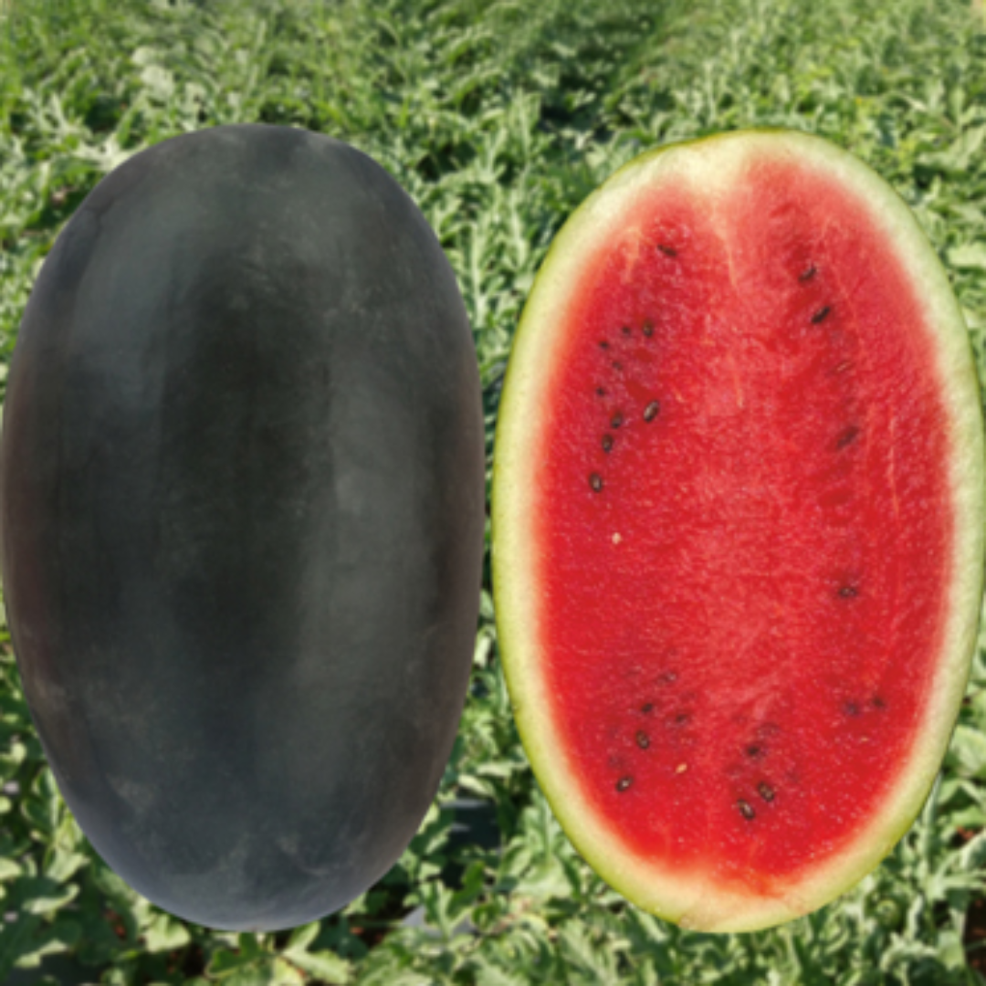 Sugar Queen Organic Watermelon UAE Exporter
